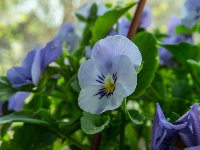 Free stock image of Spring flower created by Janis Urtans
