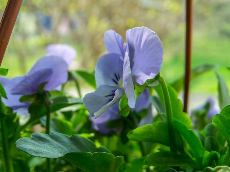 Free stock image of Spring flower created by Janis Urtans