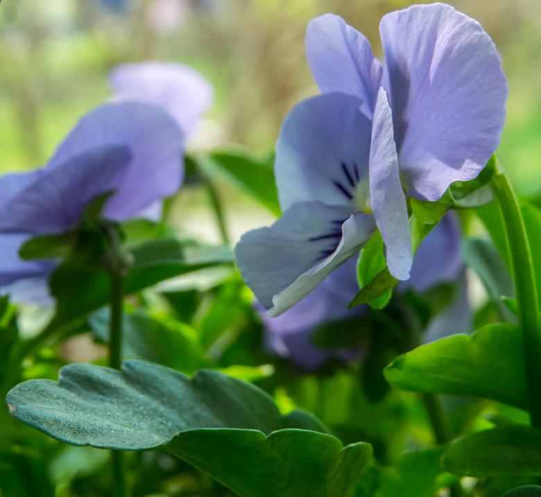 Free stock image of Spring flower created by Janis Urtans