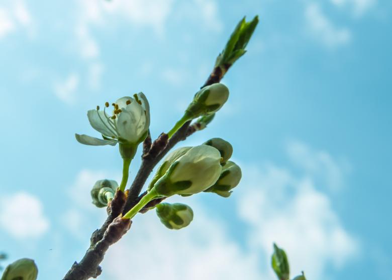 Free stock image of Blooming plum tree  created by Janis Urtans