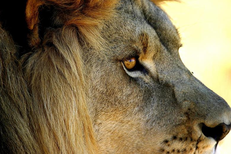 Free stock image of Lions Head created by Mitch Mitchell