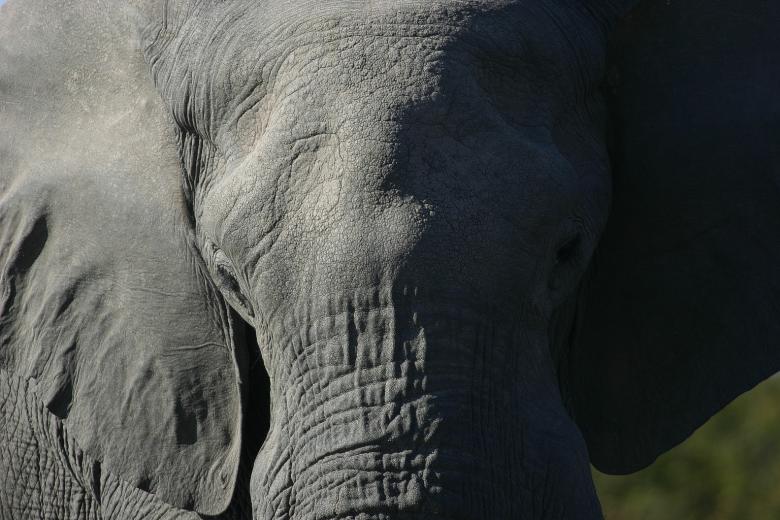 Free stock image of Elephant Head created by Mitch Mitchell