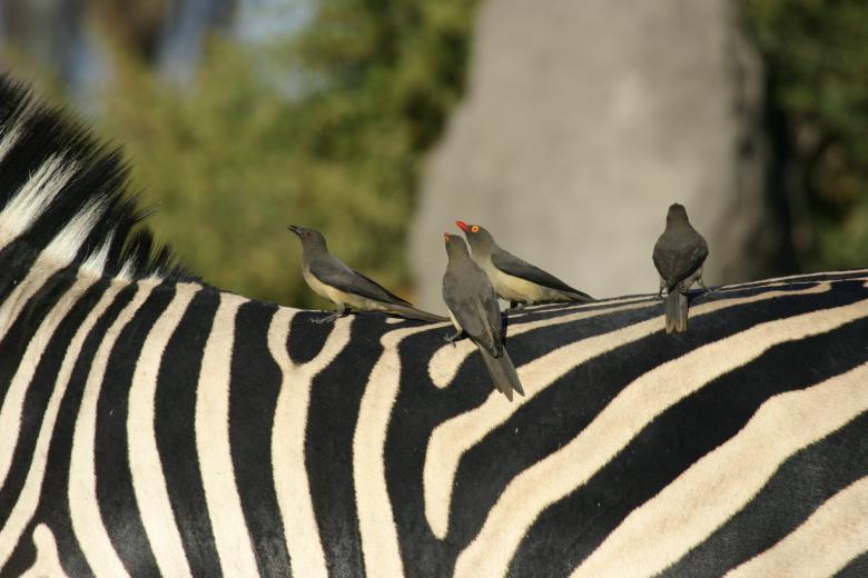 Free stock image of Birds on the Back created by Mitch Mitchell