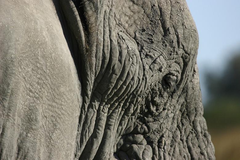 Free stock image of Elephant Head created by Mitch Mitchell