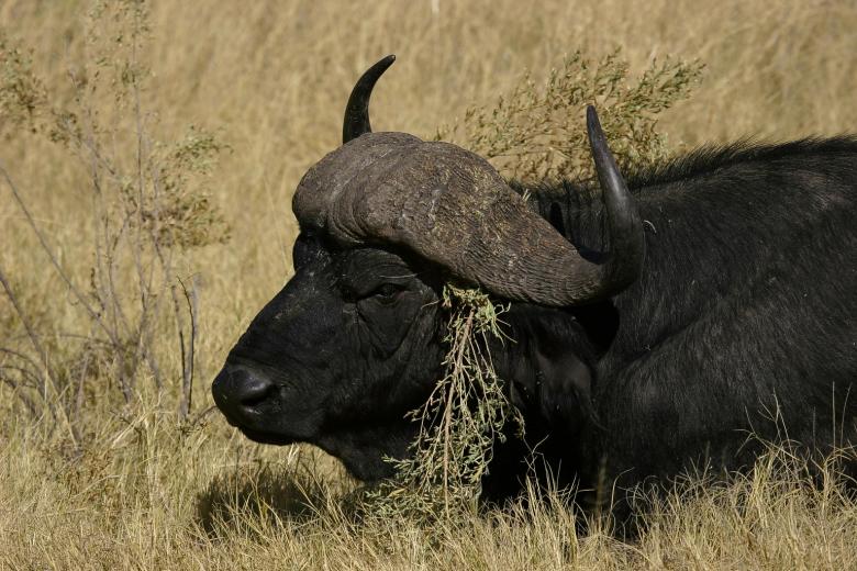 Free stock image of Buffalo created by Mitch Mitchell
