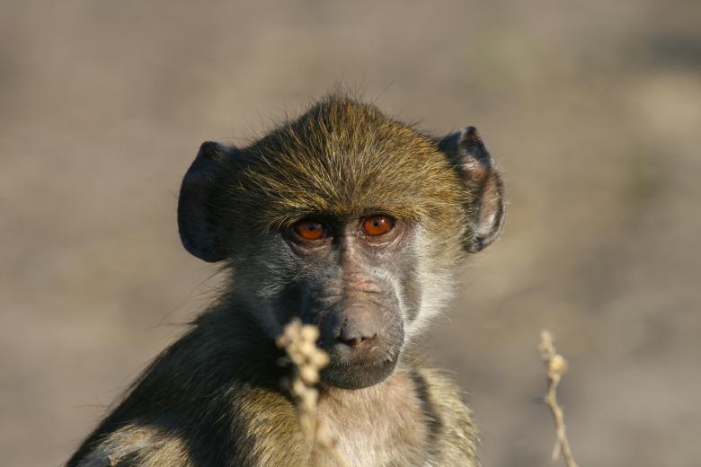 Free stock image of Monkey created by Mitch Mitchell