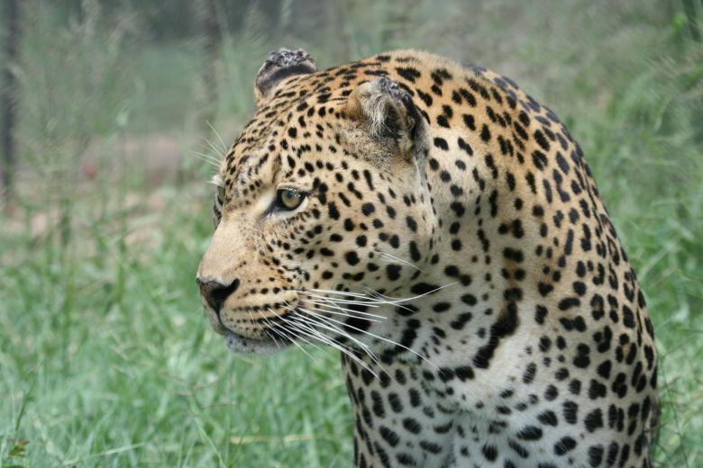Free stock image of Leopard created by Mitch Mitchell