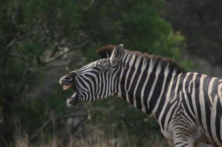 Free stock image of Zebra created by Mitch Mitchell