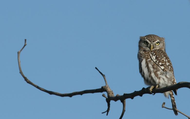 Free stock image of Owl created by Mitch Mitchell