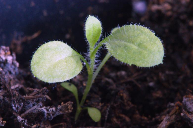 Free stock image of Small plant created by Alen