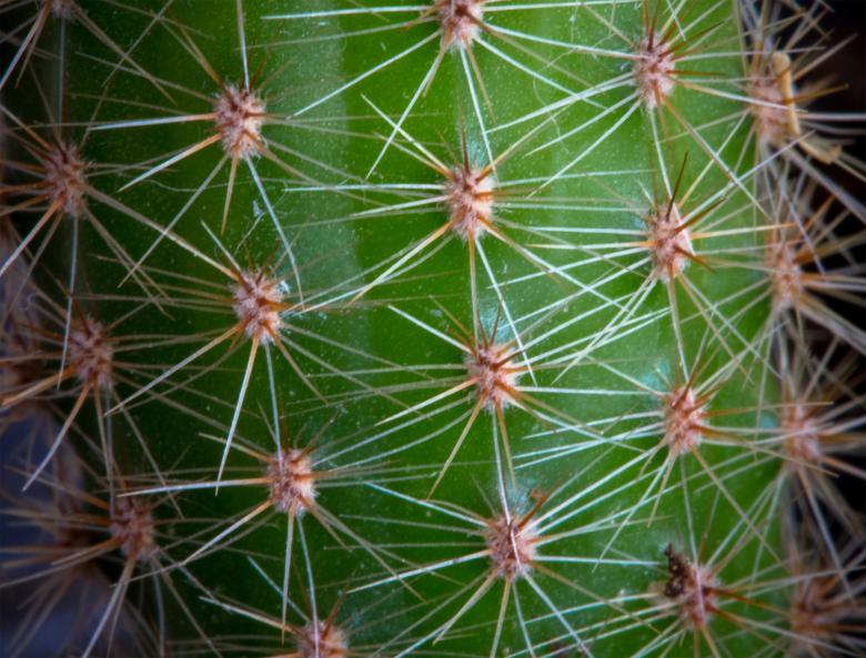 Free stock image of Cactus created by Alen