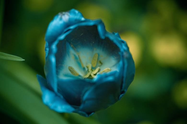 Free stock image of Tulip created by Alen