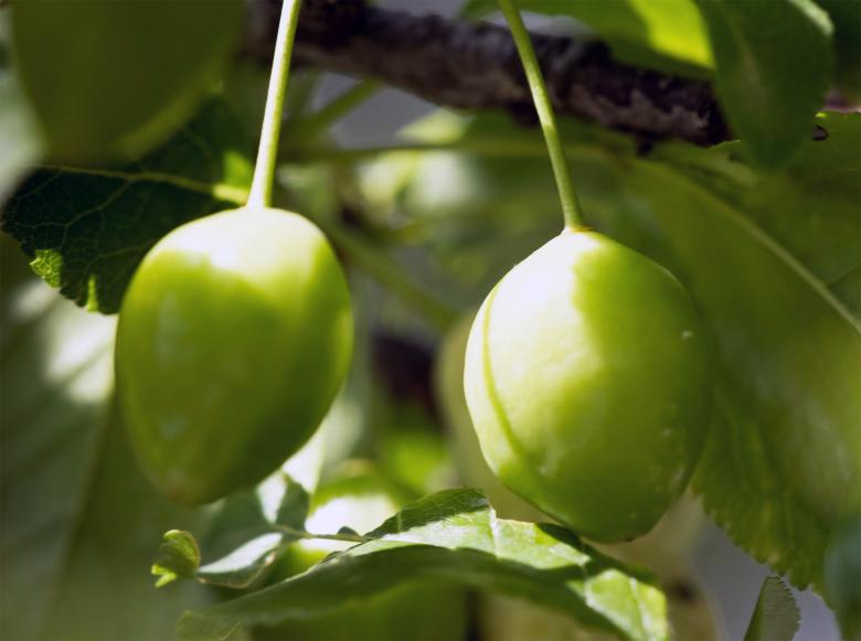 Free stock image of Green fruit created by Alen