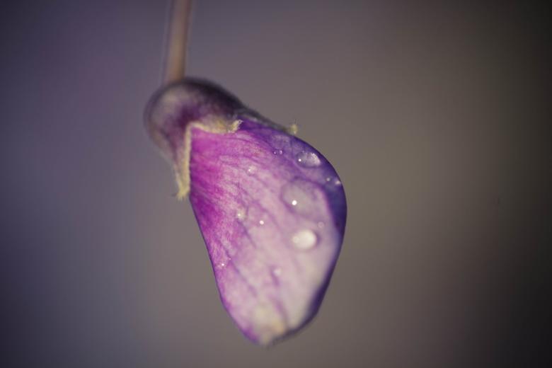 Free stock image of Water drops created by Alen