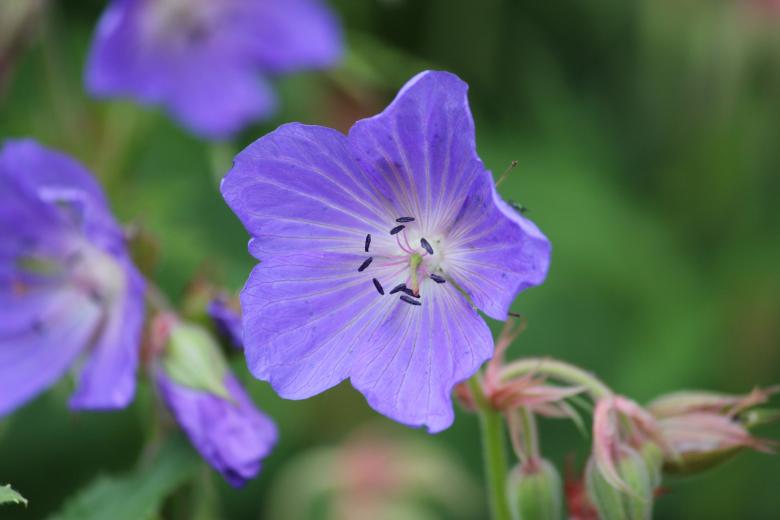Free stock image of Blue Flower created by Darren Lewis