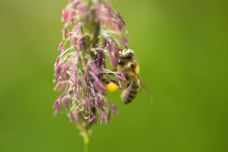 Free stock image of Bee on a flower created by Alen