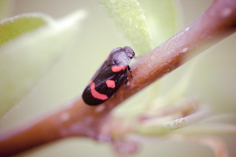 Free stock image of Bug on a branch created by Alen