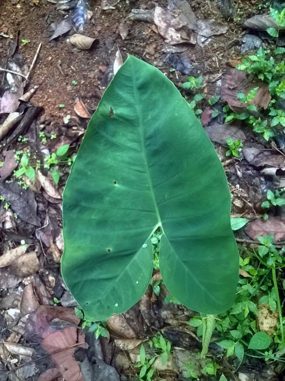 Free stock image of Colocasia Leaf created by Tona sam