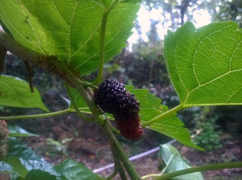 Free stock image of A Half Ripped Mulberry created by Tona sam