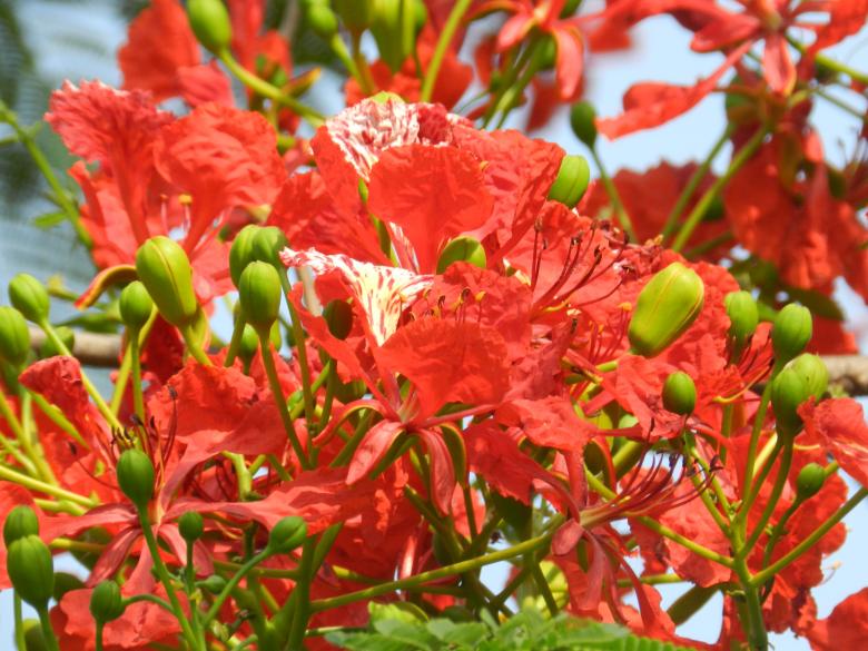 Free stock image of Red flowers created by anindya04@gmail.com
