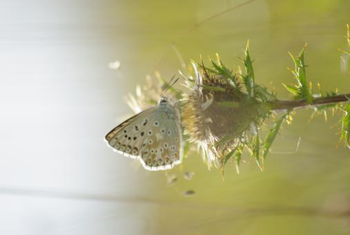 Free Stock Photo of Brown argus