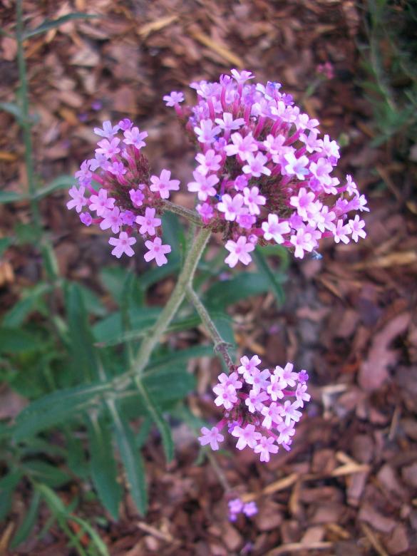 Free stock image of Verbena created by Kathryn Morse
