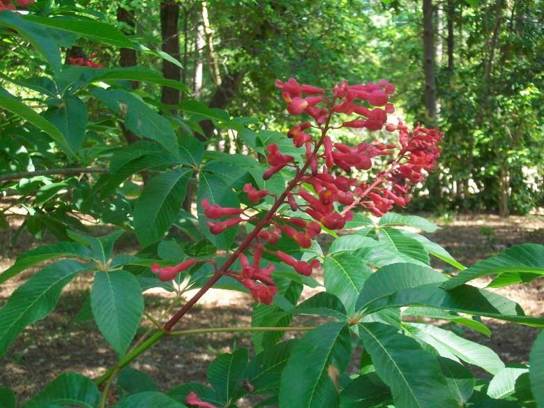 Free stock image of Buckeye Flower created by Kathryn Morse
