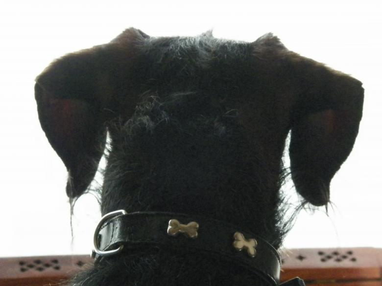 Free stock image of Dog looking out the window created by Christian Cano