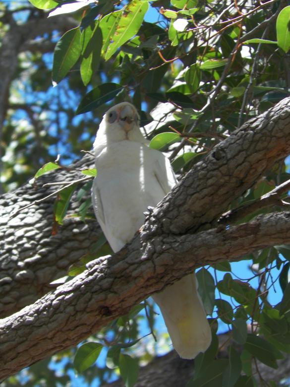 Free stock image of White Parrot created by Christian Cano