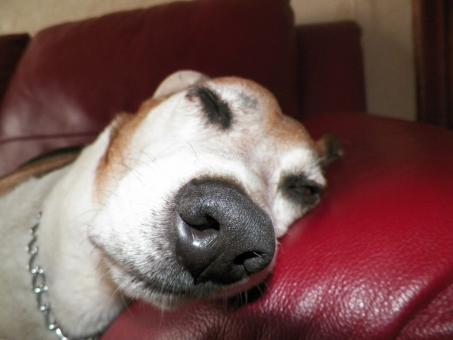 Big Nose sleeping dog - Free Stock Photo