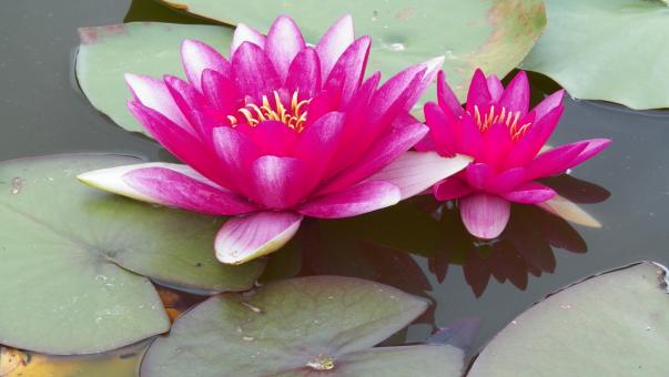 Pink and white Waterlily - Free Stock Photo