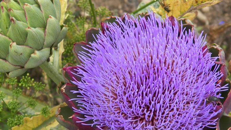 Free stock image of Purple alien flower created by Christian Cano