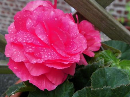 Pink flower - Free Stock Photo