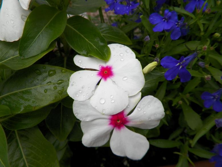 Free stock image of Pink and white flower created by Christian Cano