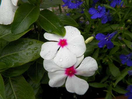 Pink and white flower - Free Stock Photo