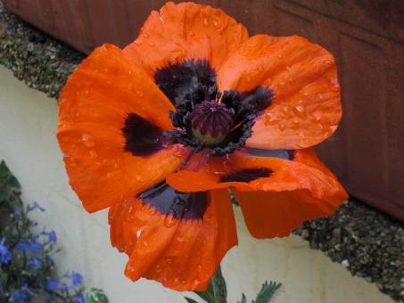 Orange Flower with Rain Drops - Free Stock Photo