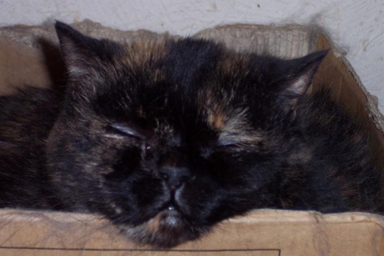 Free stock image of Cat sleeping in a box created by Christian Cano