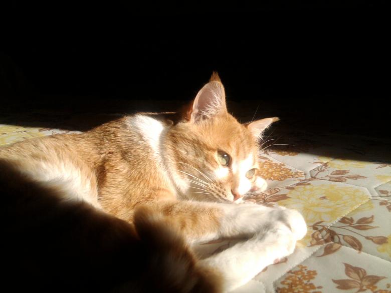 Free stock image of Ramses created by K.M.