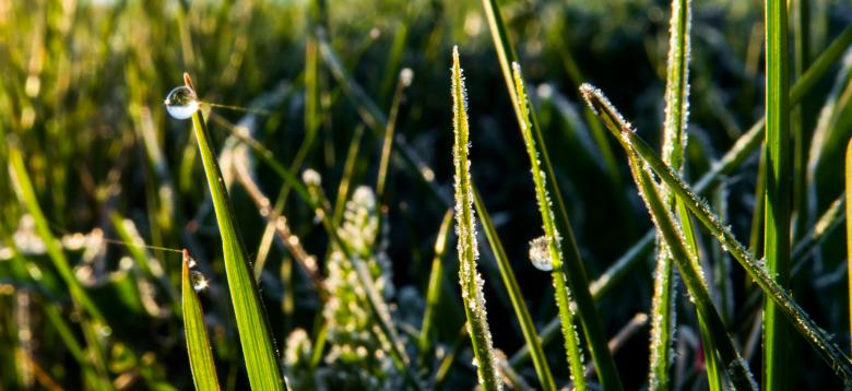 Free stock image of Morning after the frost created by Janis Urtans
