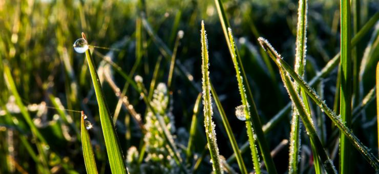 Free Stock Photo of Morning after the frost