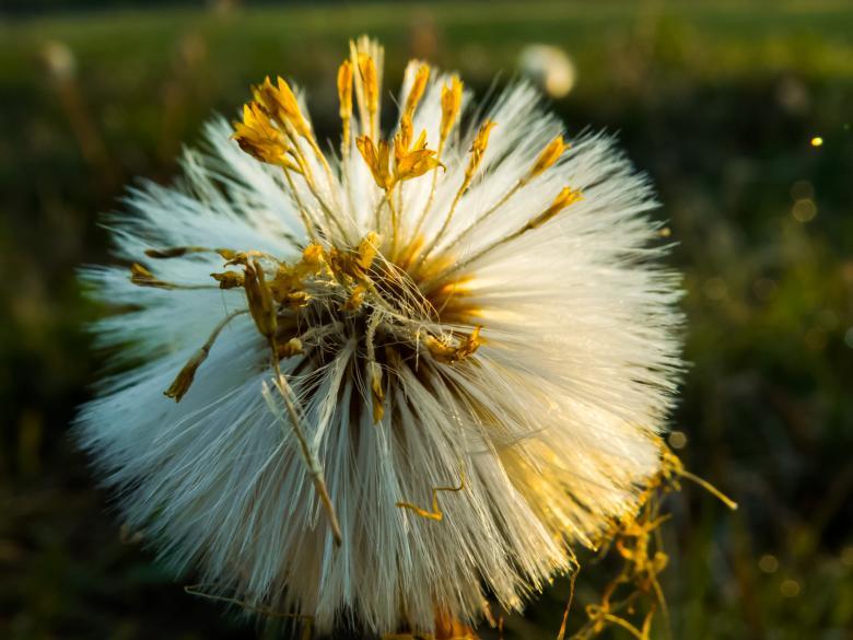 Free stock image of Blowball created by Janis Urtans