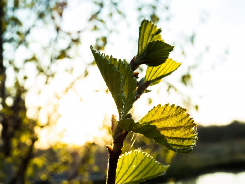 Free stock image of A small branch created by Janis Urtans