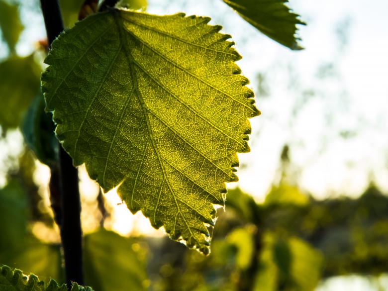Free stock image of A bush leaf created by Janis Urtans