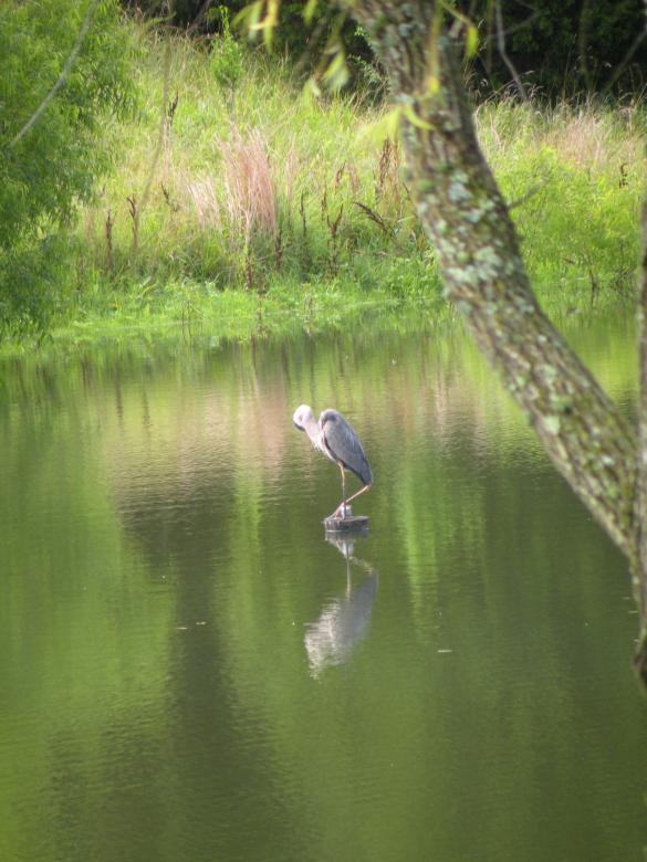 Free stock image of Great Blue Heron created by Katie Hildreth
