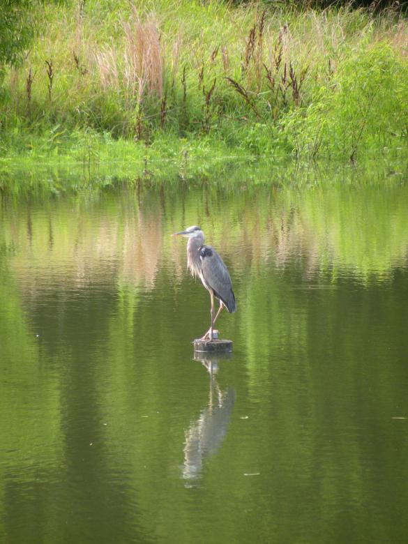 Free stock image of Great Blue Heron created by Katie Hildreth