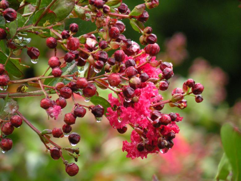 Free stock image of Flowering in Rain created by Katie Hildreth