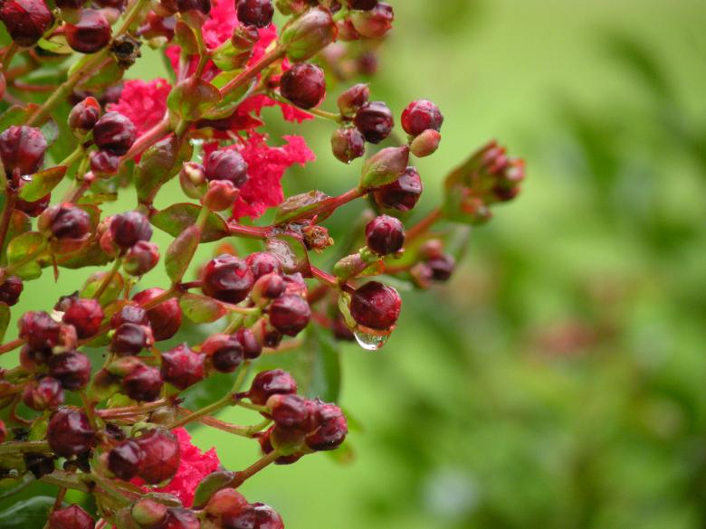 Free stock image of Berries & Flowers created by Katie Hildreth