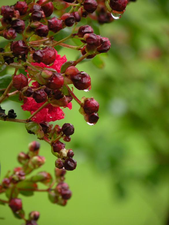 Free stock image of Berries & Flowers created by Katie Hildreth
