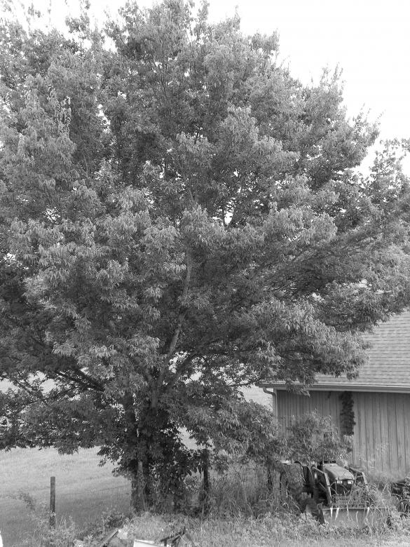 Free stock image of Tree & pond created by Katie Hildreth