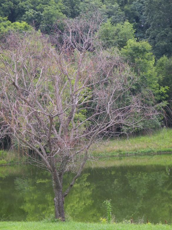 Free stock image of Tree & pond created by Katie Hildreth